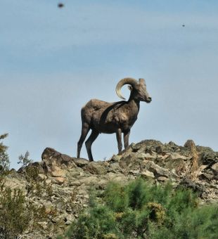Desert Bighorn Sheep